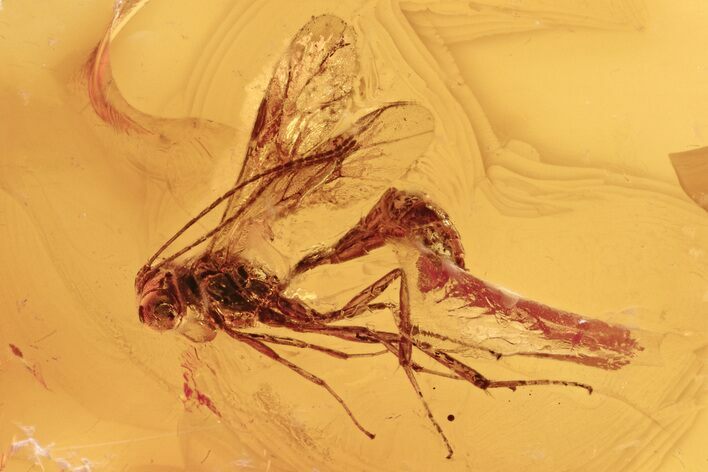 Detailed Fossil Parasitic Wasp (Apocrita) in Baltic Amber #275471